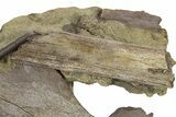 Hadrosaur Jugal, Ossified Tendon and Bones in Sandstone - Wyoming #281226-1